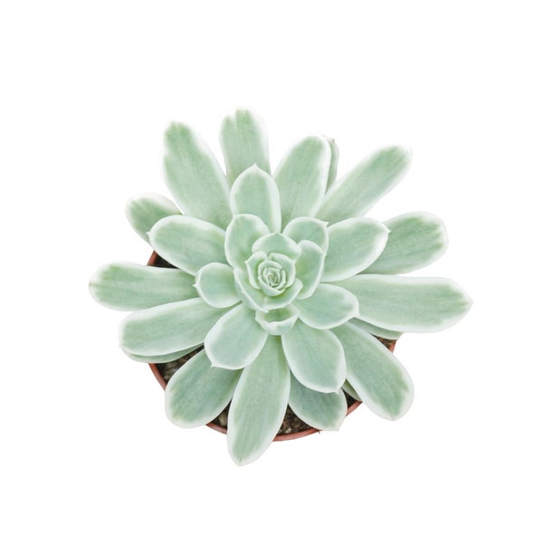 Blau-Weisses Rosetten-Dickblatt Echeveria Lemon Lime RARITÄT Pflegeleichte Sukkulente 10,5cm Topf