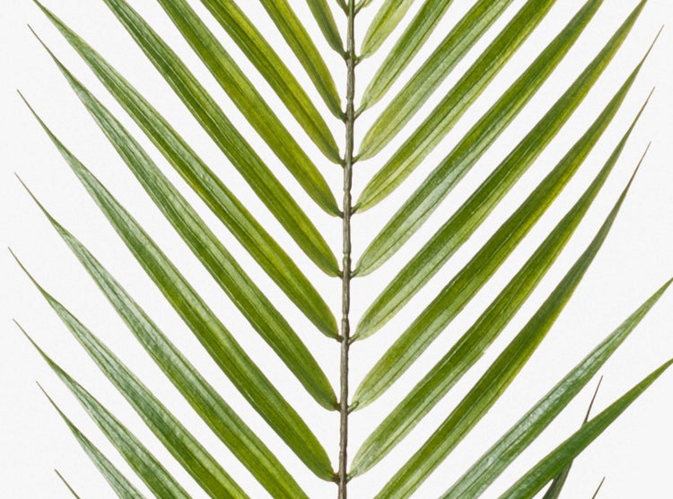 Detailaufnahme eines grünen Palmwedels mit symmetrisch angeordneten Blättern.