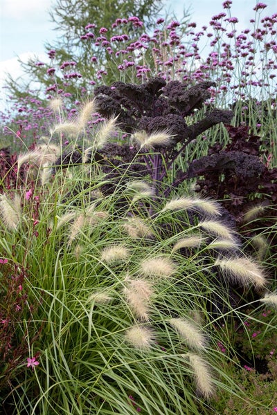 Pennisetum villosum, Lampenputzergras, flauschig, ca. 9x9 cm Topf