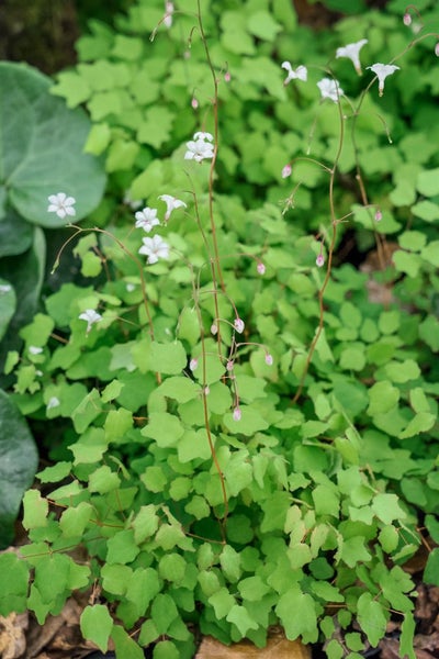 Elfenblume mit kleinen, zarten Blüten und dekorativem Laub