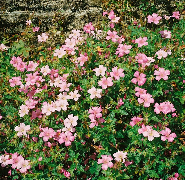 Geranium x oxonianum 'Wargrave Pink', Storchschnabel, rosa, ca. 9x9 cm Topf