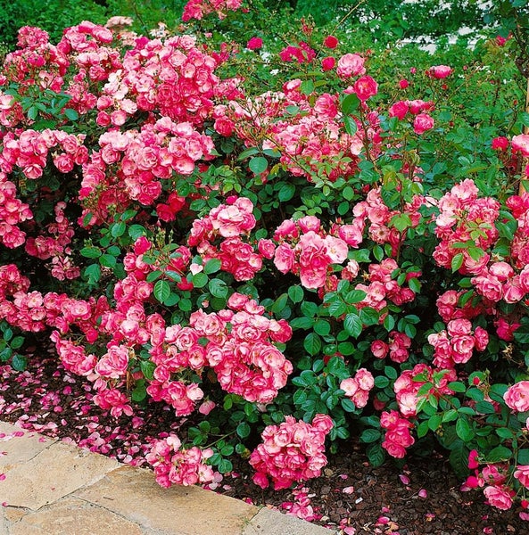 Rosa 'Angela', Beetrose, rosa, 5-7,5 Liter Container