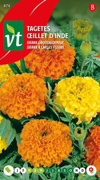 Tagetes-Samenpackung mit großen Blüten