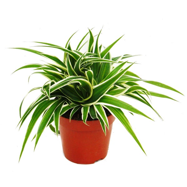 Zimmerpflanzen-Trio Luftreiniger Set mit luftreinigenden Pflanzen (Nephrolepis, Spathiphyllum, Chlorophytum)