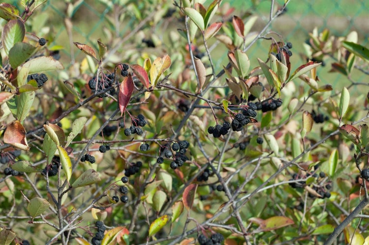 Aronia prunifolia 'Nero', Apfelbeere, schwarz, 40–60 cm