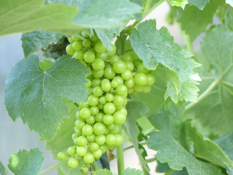 Vitis Vinifera helle Traube 110-120 cm knorrige Weinrebe Weinstock Weintraube