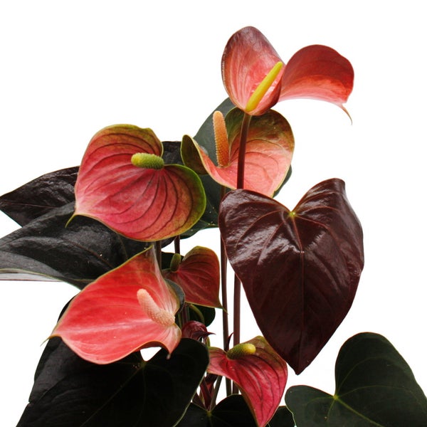 Regenbogen-Flamingoblume - Anthurium andreanum Rainbow Champion - Anthurie - 14cm Topf