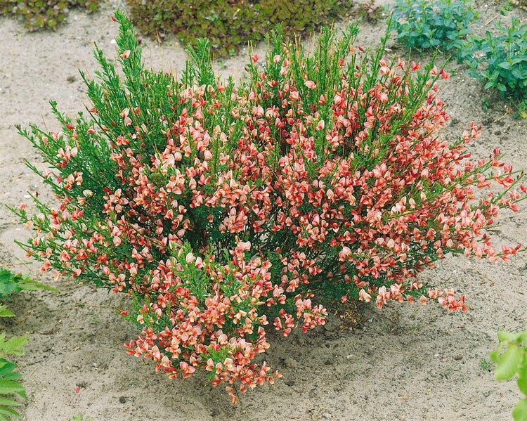 Blühender Edelginster mit vielen orange-roten Blüten und grünen Trieben.