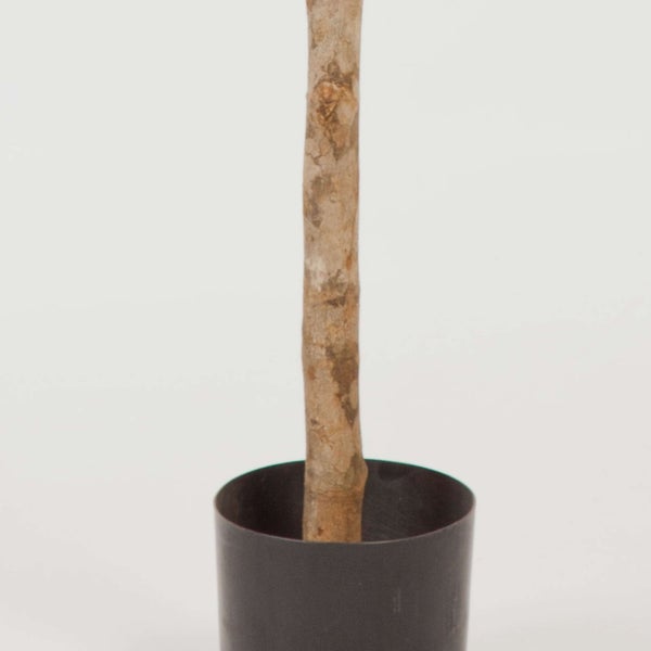 Künstliche Yucca-Palme mit Stamm und grünen Blättern im Topf.