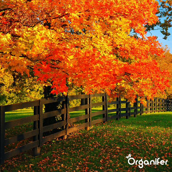 Herbstdünger All-In-One (5 kg für 100 m2) - Organifer