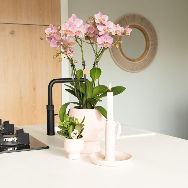 Rosa Phalaenopsis-Orchidee und eine kleine Sukkulente in rosa Keramiktöpfen neben einer brennenden weißen Kerze auf einer Küchentheke.