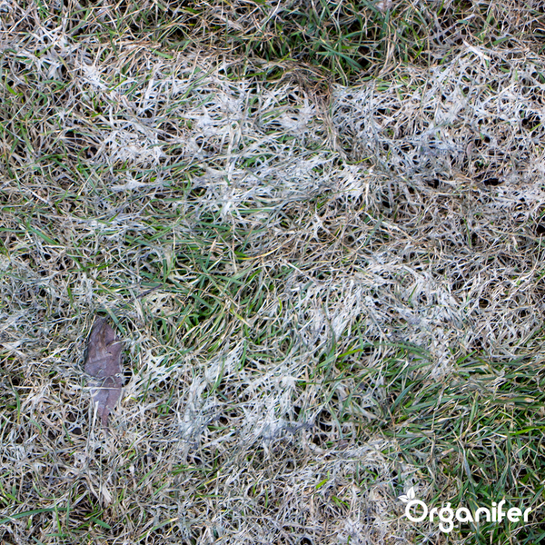 Leaf Diseases Blattkrankheiten-Konzentrat - 5 L für 5000 m2 - Organifer