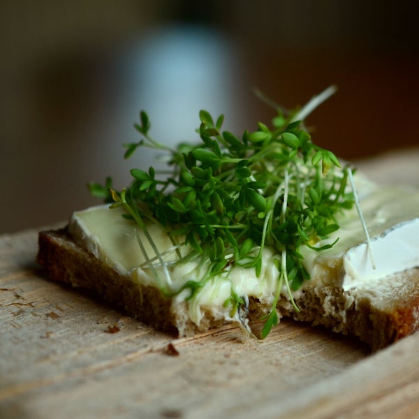 Frische Gartenkresse auf einer Scheibe Brot mit Käse.
