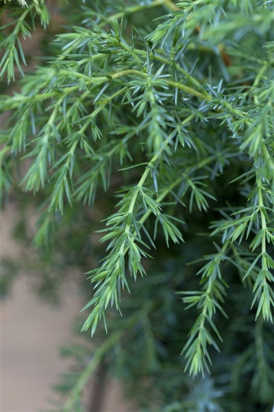 Juniperus communis 'Hibernica', Säulenwacholder, 60–80 cm