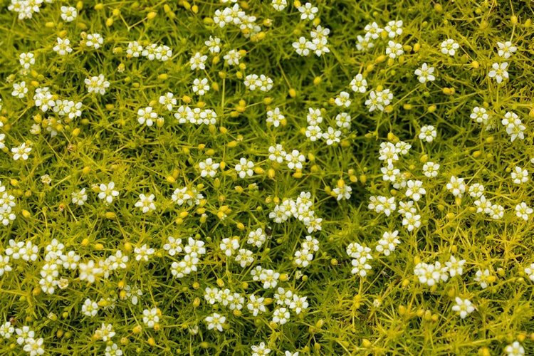 Sagina subulata 'Aurea', Moos-Steinbrech, goldgrün, ca. 9x9 cm Topf
