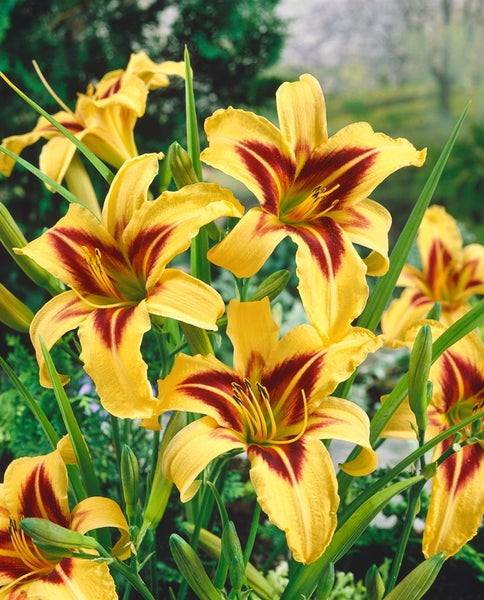 Hemerocallis x cult.'Bonanza', Taglilie, gelb-rot, ca. 11x11 cm Topf