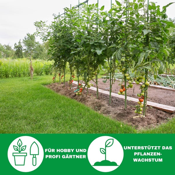 Tomatenpflanzen im Gartenbeet, gestützt durch grüne Rankstäbe und ein Gittersystem zur Förderung des Pflanzenwachstums.