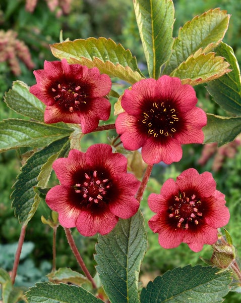 Potentilla thurberi 'Monarch's Velvet', Fingerkraut, samtrot, ca. 9x9 cm Topf