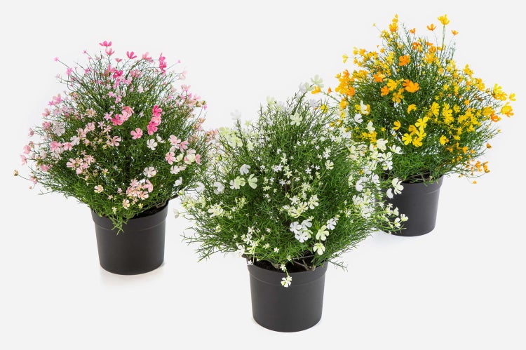 Drei blühende Pflanzen in schwarzen Töpfen mit kleinen rosa, weißen und gelben Blüten.