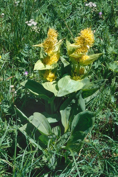 Gentiana lutea, Gelber Enzian, ca. 9x9 cm Topf