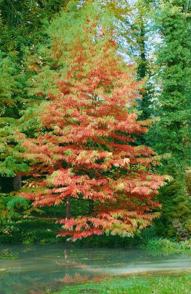 Sumpfzypresse im Herbst am Ufer eines Gewässers