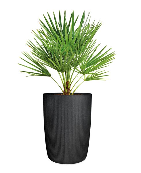 Fächerpalme Chamaerops humilis in einem runden Pflanzgefäß mit gerillter Oberfläche