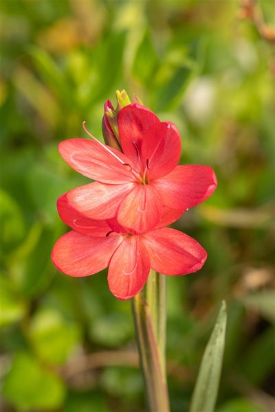 Schizostylis coccinea, Scharlach-Kaffernlilie, rot, ca. 9x9 cm Topf