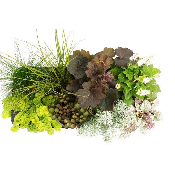 Verschiedene Topfpflanzen mit Blättern und Gräsern