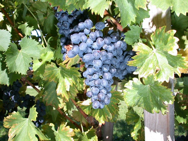 Vitis vinifera 'Nero', Weinrebe, 80–100 cm, dunkelblau