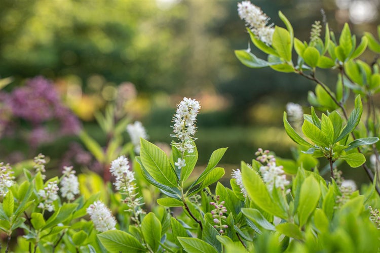 Clethra alnifolia, Scheineller, weiß, 40–60 cm
