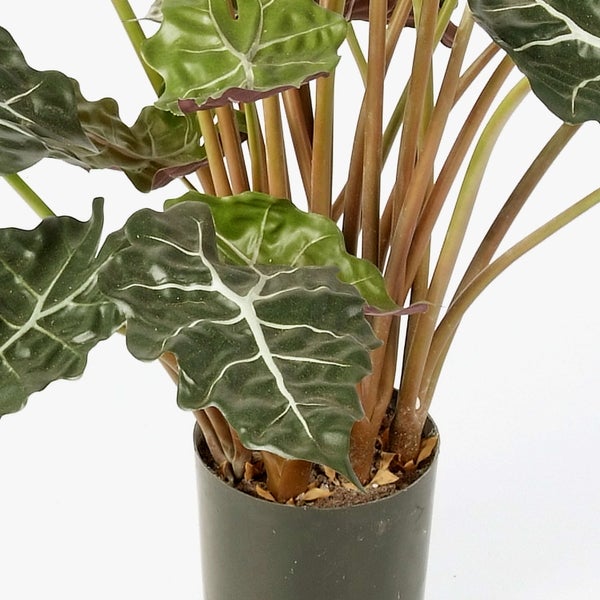 Alocasia Zimmerpflanze mit dunkelgrünen Blättern und weißen Blattadern in einem schwarzen Pflanztopf.