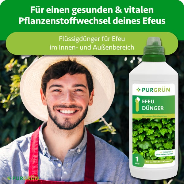 Ein lächelnder Gärtner mit Sonnenhut und Schürze vor grünem Efeu, daneben eine 1 Liter Flasche Purgrün Efeu Dünger Flüssigdünger, Purgrün Logo.