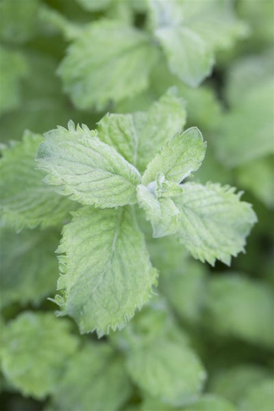 Mentha sp. 'Mojito', Minze, ca. 11x11 cm Topf