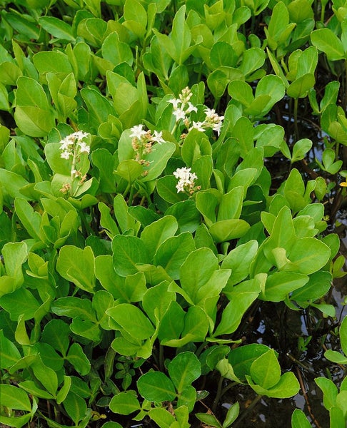 Menyanthes trifoliata, Fieberklee, ca. 9x9 cm Topf