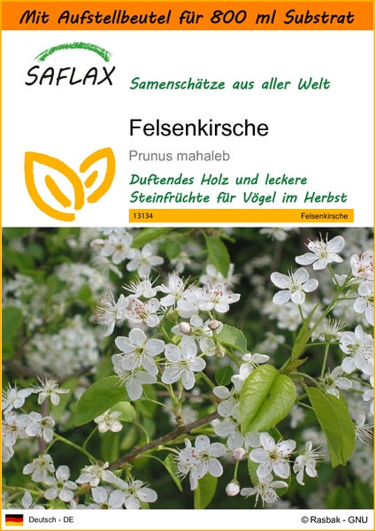 SAFLAX Garden in the bag - Felsenkirsche - Prunus mahaleb - 30 Samen - Mit Anzuchtsubstrat im praktischen, selbst aufstellenden Beutel