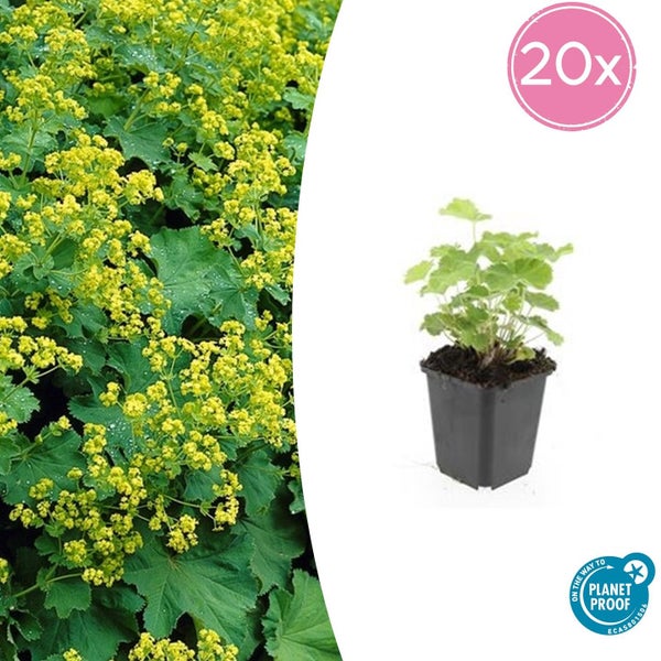 20er-Set Frauenmantel Alchemilla mollis im Topf, blühend mit kleinen gelben Blüten, On the way to PlanetProof Siegel.