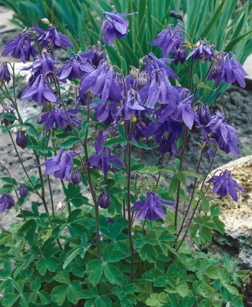 Aquilegia alpina, Alpen-Akelei, blau, ca. 9x9 cm Topf