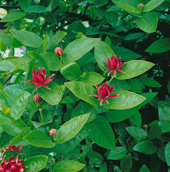 Calycanthus floridus, Gewürzstrauch, aromatisch, 30–40 cm