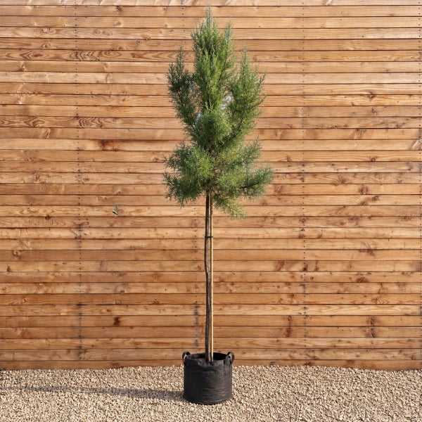 Ein hochstämmiger Nadelbaum im Topf mit Stützpfahl vor einer Holzfassade.