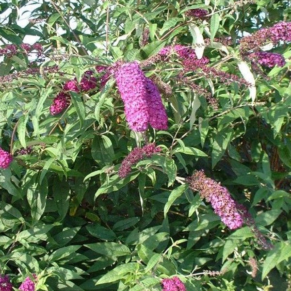 Schmetterlingsflieder mit violetten Blüten