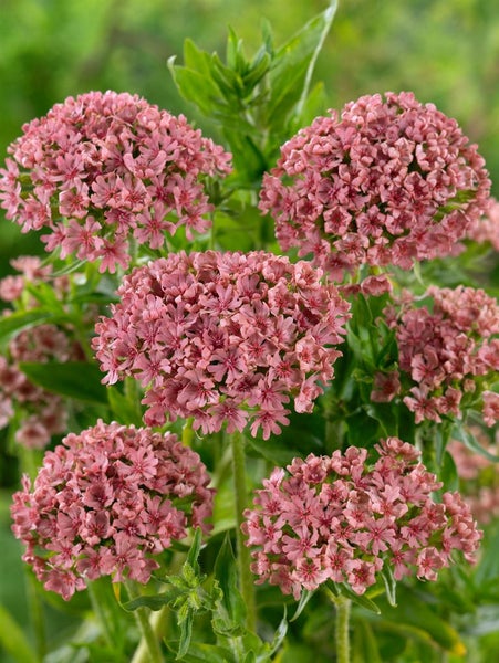 Nahaufnahme von blühenden Kuckucks-Lichtnelken im Garten.