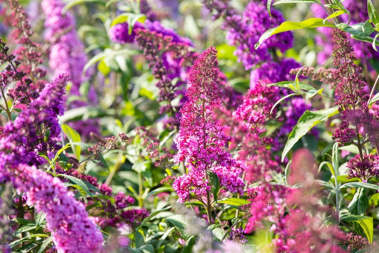 Nahaufnahme von Schmetterlingsflieder im Garten