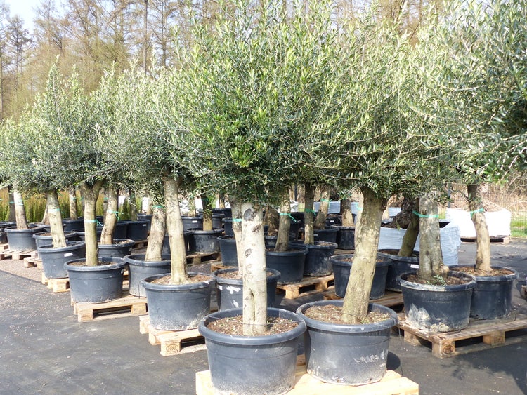 Olivenbaum Olive 60 Jahre 200 - 240 cm, beste Qualität, Stammumfang 40 - 60 cm, winterhart, Olea Europaea