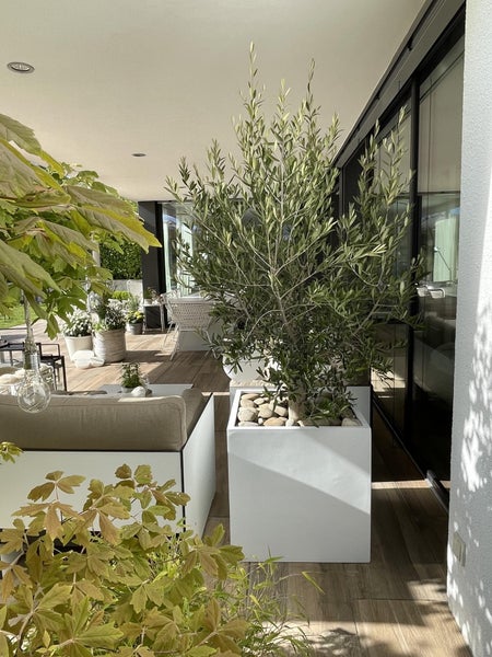 Moderner Terrassenbereich mit Olivenbaum in einem quadratischen weißen Pflanzgefäß, Gartenmöbeln und Bodenplatten in Holzoptik.