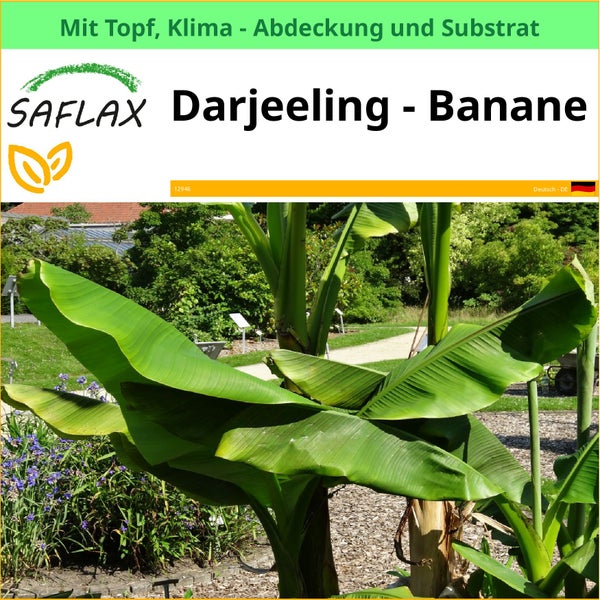 Darjeeling Bananenpflanze im Topf mit Klimaabdeckung und Substrat