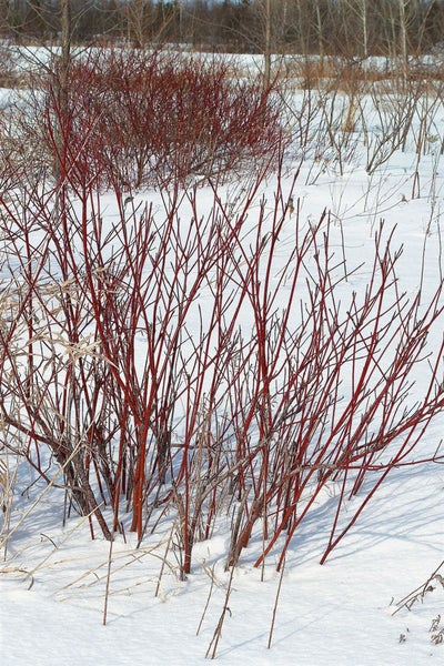 Cornus sanguinea, Roter Hartriegel, 60–100 cm