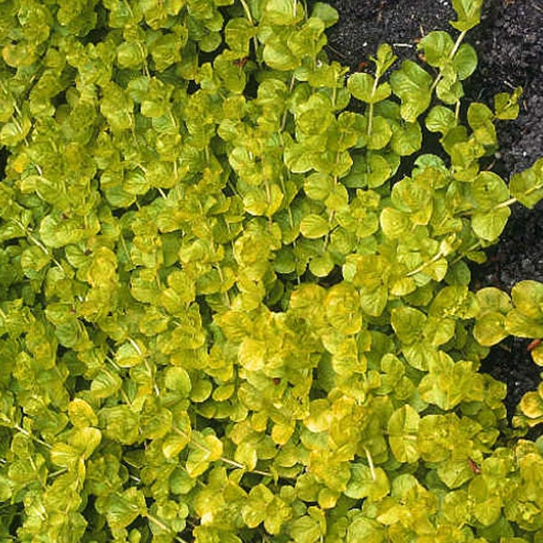 Kriechender Günsel im Gartenbeet