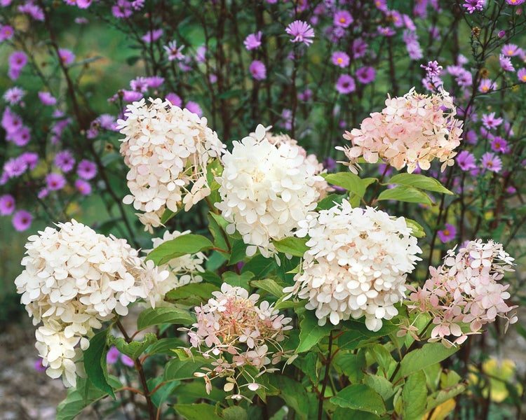 Hydrangea paniculata 'Phantom', Rispenhortensie, cremeweiß, 40–60 cm