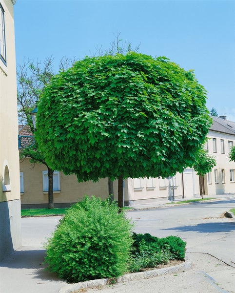 Kugelbaum mit grünen Blättern in städtischer Umgebung