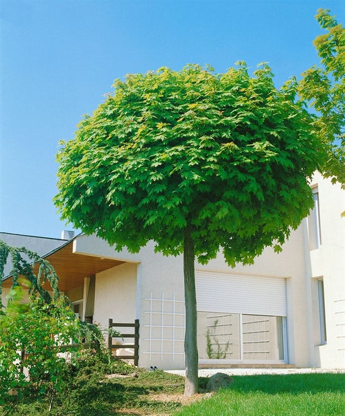 Kugel-Ahorn Baum mit dichter runder Baumkrone im Garten vor einem modernen Wohnhaus